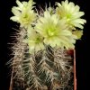 Echinocereus_dawisii_1